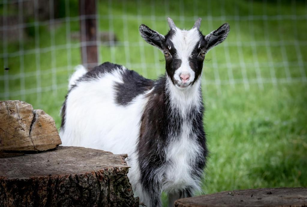 De Wijnlodge Kootwijkerbroek エクステリア 写真