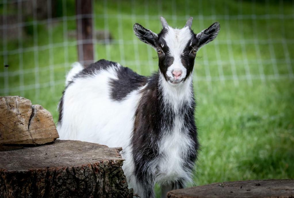 De Wijnlodge Kootwijkerbroek エクステリア 写真